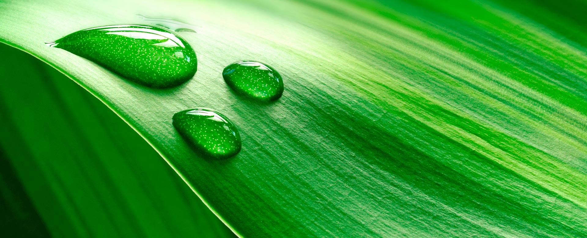 ambiental-gotas-sobre-folha ambiental-gotas-sobre-folha